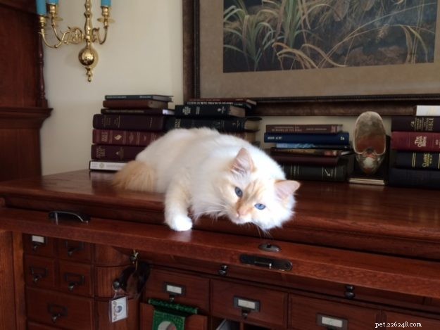 Cream-Point Ragdoll Cats: A Complete Guide to Color, Care, and Breeding