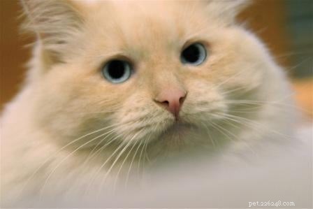 Cream-Point Ragdoll Cats: A Complete Guide to Color, Care, and Breeding