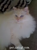 Cream-Point Ragdoll Cats: A Complete Guide to Color, Care, and Breeding