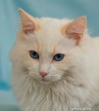 Cream-Point Ragdoll Cats: A Complete Guide to Color, Care, and Breeding