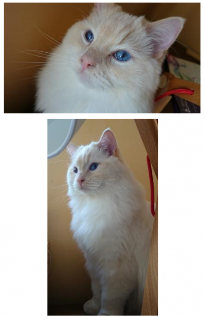 Cream-Point Ragdoll Cats: A Complete Guide to Color, Care, and Breeding