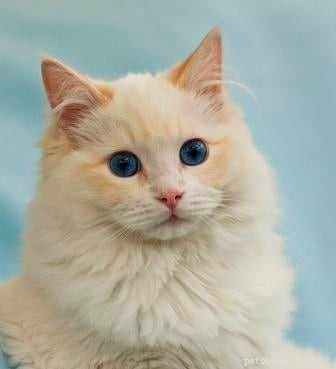 Cream-Point Ragdoll Cats: A Complete Guide to Color, Care, and Breeding