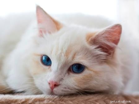 Cream-Point Ragdoll Cats: A Complete Guide to Color, Care, and Breeding