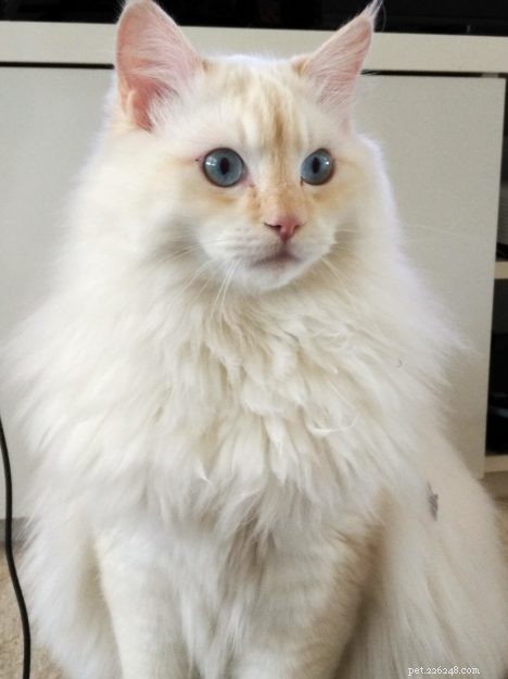Cream-Point Ragdoll Cats: A Complete Guide to Color, Care, and Breeding