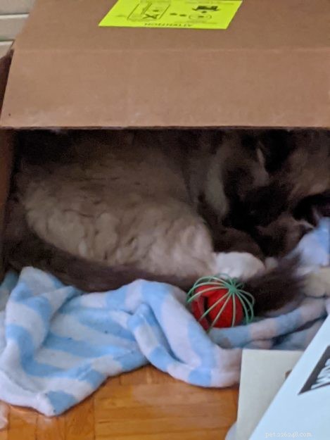 Vincent (Binks) – Celebrated Ragdoll of the Week