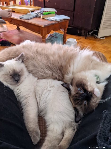 Vincent (Binks) – Celebrated Ragdoll of the Week