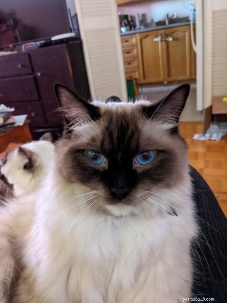 Vincent (Binks) – Celebrated Ragdoll of the Week