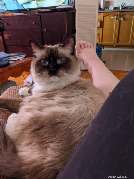 Vincent (Binks) – Celebrated Ragdoll of the Week