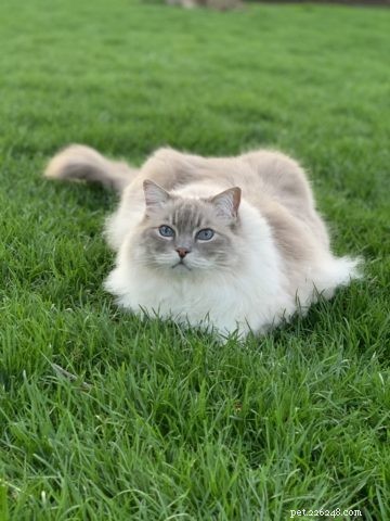 Vincent (Binks) – Celebrated Ragdoll of the Week
