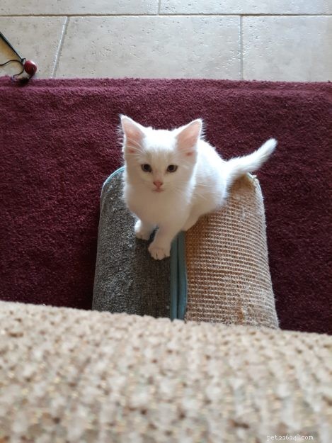Meet Lacey: The Charming Ragdoll of the Week