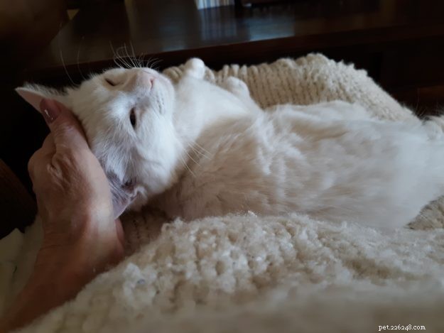 Meet Lacey: The Charming Ragdoll of the Week