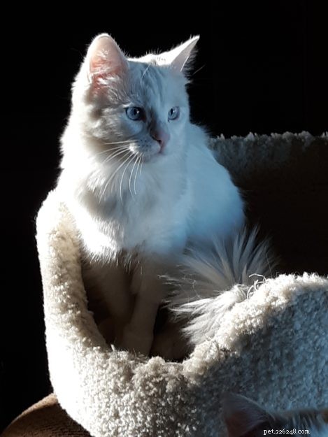 Meet Lacey: The Charming Ragdoll of the Week