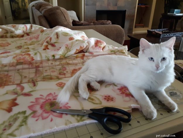 Meet Lacey: The Charming Ragdoll of the Week