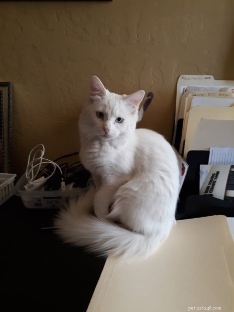Meet Lacey: The Charming Ragdoll of the Week