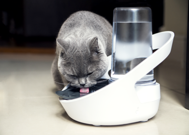 Win the Felaqua® Connect Smart Water Bowl – July 2021 Bonus Giveaway by Sure Petcare
