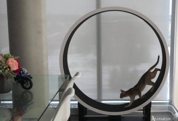 Top 6 Cat Exercise Wheels for Active, Happy Pets
