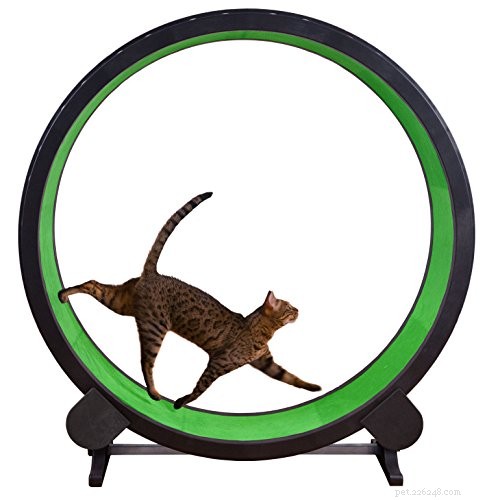 Top 6 Cat Exercise Wheels for Active, Happy Pets