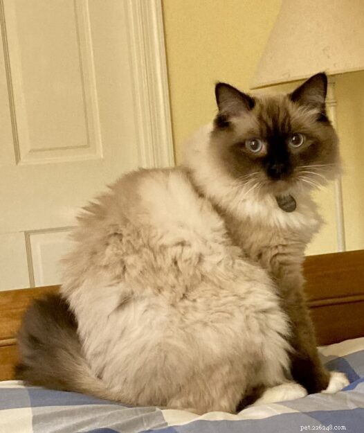 Meet Sawyer: Ragdoll Kitten of the Month – Sweet, Easygoing Companion