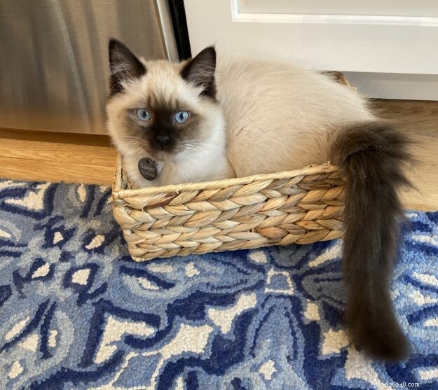 Meet Sawyer: Ragdoll Kitten of the Month – Sweet, Easygoing Companion