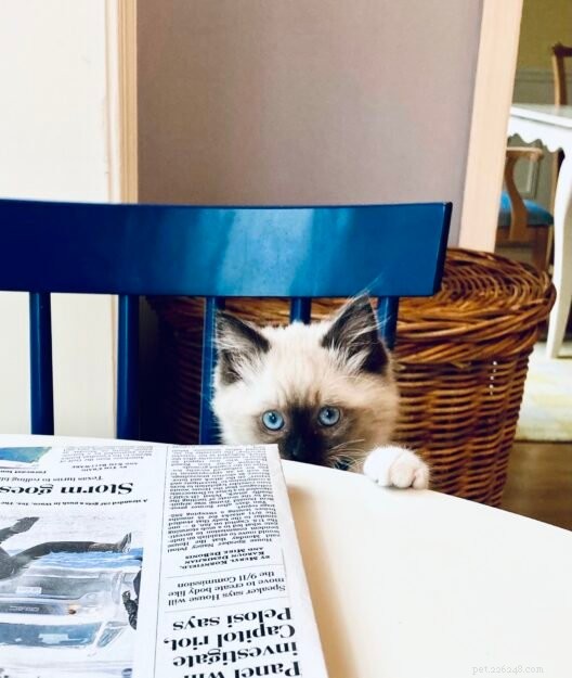 Meet Sawyer: Ragdoll Kitten of the Month – Sweet, Easygoing Companion