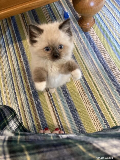 Meet Sawyer: Ragdoll Kitten of the Month – Sweet, Easygoing Companion