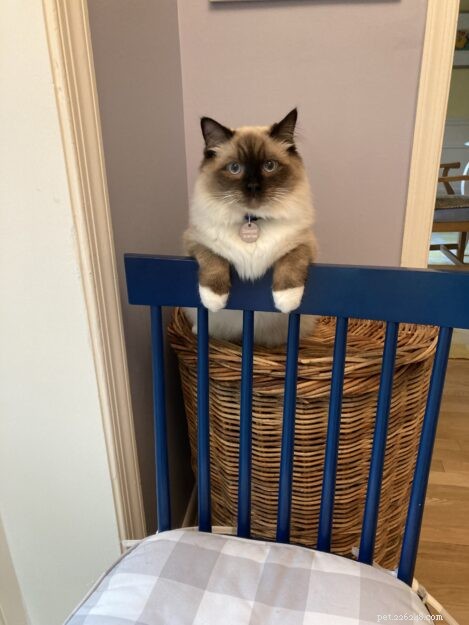 Meet Sawyer: Ragdoll Kitten of the Month – Sweet, Easygoing Companion
