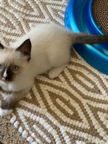 Meet Sawyer: Ragdoll Kitten of the Month – Sweet, Easygoing Companion