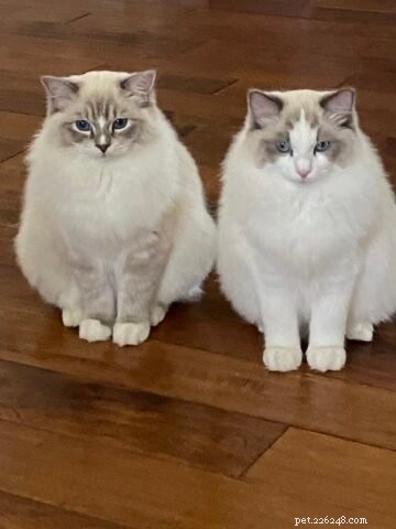 Meet Sawyer: Ragdoll Kitten of the Month – Sweet, Easygoing Companion