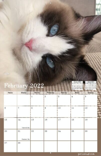 Pre-Order the 2022 Ragdoll Cat Calendar – Free US Shipping