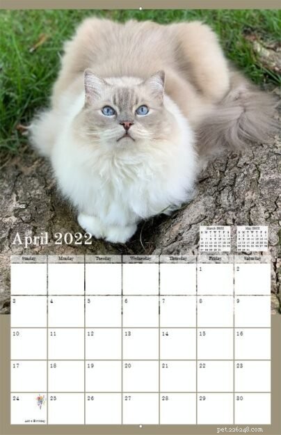 Pre-Order the 2022 Ragdoll Cat Calendar – Free US Shipping