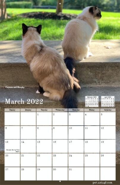 Pre-Order the 2022 Ragdoll Cat Calendar – Free US Shipping
