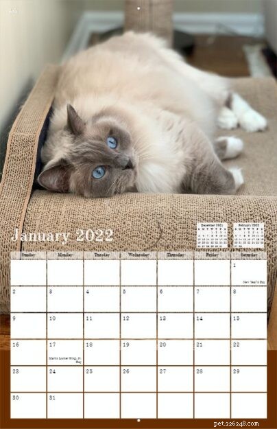 Pre-Order the 2022 Ragdoll Cat Calendar – Free US Shipping