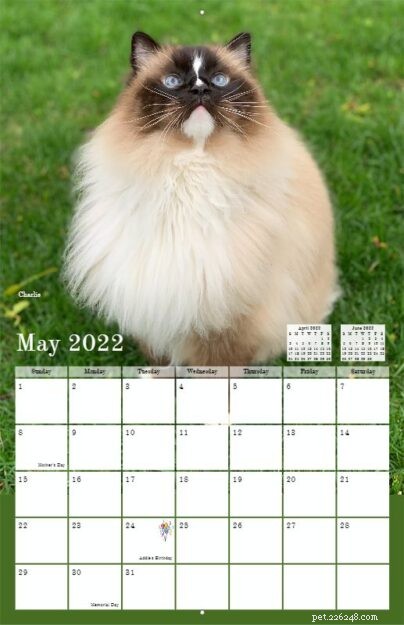 Pre-Order the 2022 Ragdoll Cat Calendar – Free US Shipping