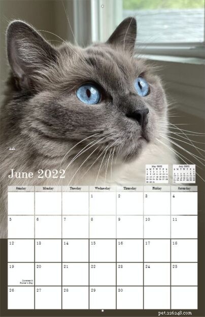 Pre-Order the 2022 Ragdoll Cat Calendar – Free US Shipping