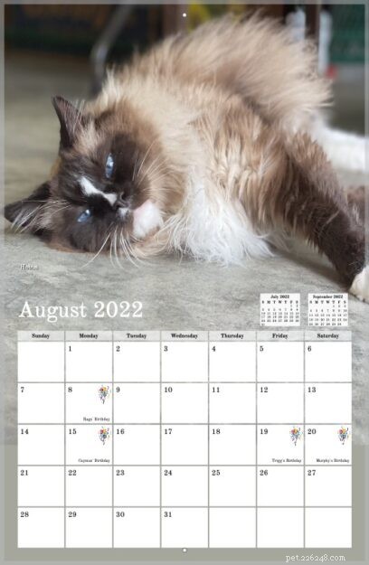 Pre-Order the 2022 Ragdoll Cat Calendar – Free US Shipping