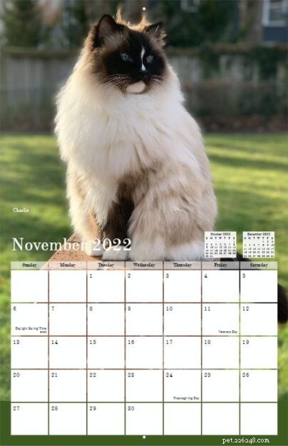 Pre-Order the 2022 Ragdoll Cat Calendar – Free US Shipping