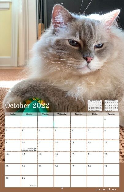 Pre-Order the 2022 Ragdoll Cat Calendar – Free US Shipping
