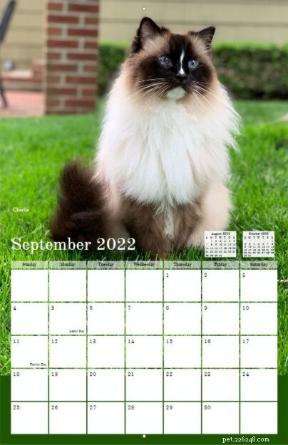 Pre-Order the 2022 Ragdoll Cat Calendar – Free US Shipping