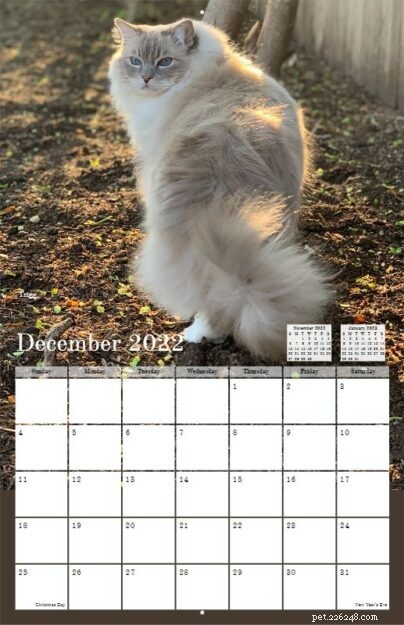Pre-Order the 2022 Ragdoll Cat Calendar – Free US Shipping