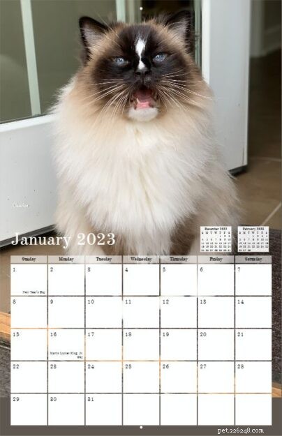 Pre-Order the 2022 Ragdoll Cat Calendar – Free US Shipping