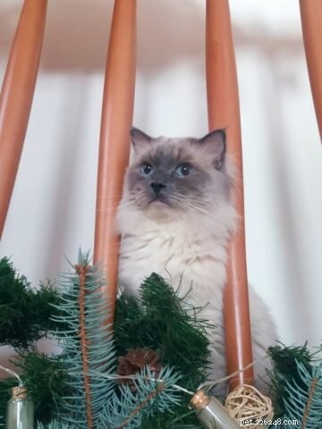 Meet Anandi Sabeena: The Stunning Blue Bicolor Ragdoll of the Week