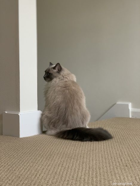 Ragdoll Cat Genetics: Understanding Colors, Patterns, and Inheritance