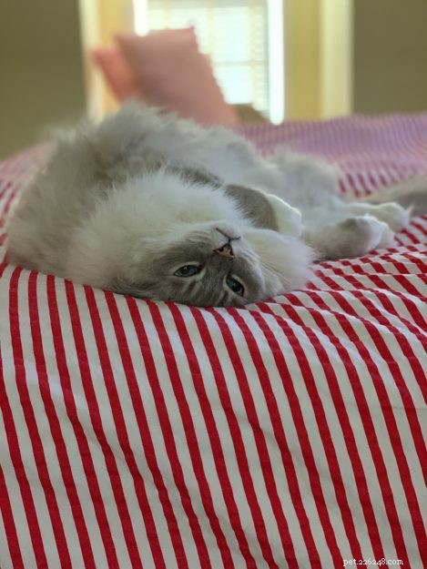 Ragdoll Cat Genetics: Understanding Colors, Patterns, and Inheritance