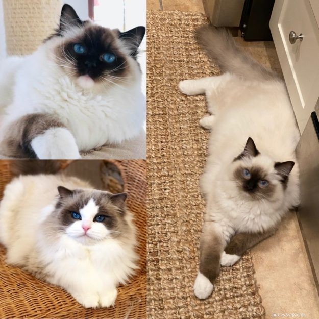 Ragdoll Cat Genetics: Understanding Colors, Patterns, and Inheritance