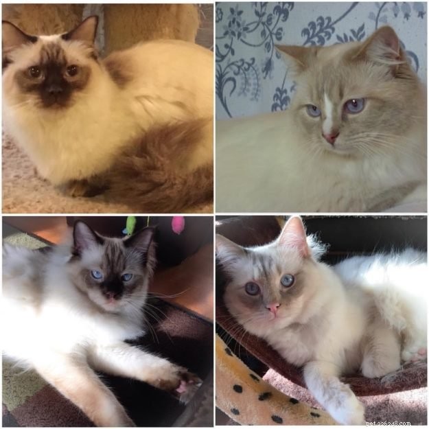 Ragdoll Cat Genetics: Understanding Colors, Patterns, and Inheritance
