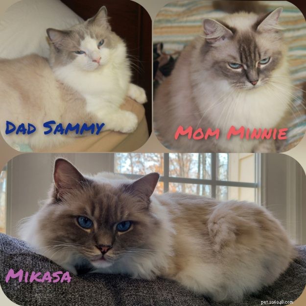 Ragdoll Cat Genetics: Understanding Colors, Patterns, and Inheritance