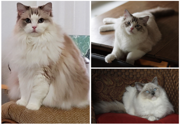 Ragdoll Cat Genetics: Understanding Colors, Patterns, and Inheritance