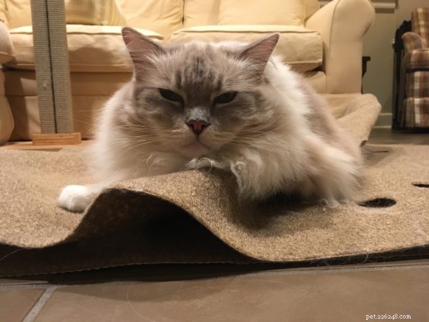 8 Delicious Cat Birthday Treats to Celebrate Your Feline Friend