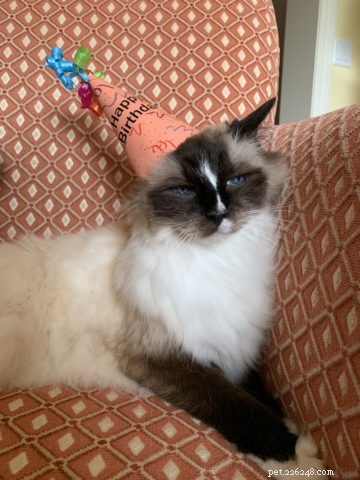 8 Delicious Cat Birthday Treats to Celebrate Your Feline Friend