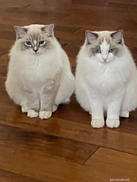 Luka & Willow: The Ragdoll Kittens Featured This Month